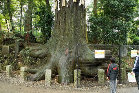高尾山 たこ杉