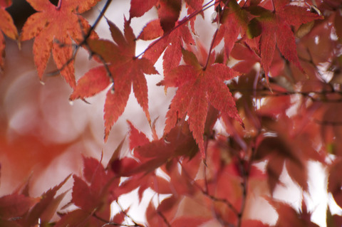 六義園「紅葉と大名庭園のライトアップ」