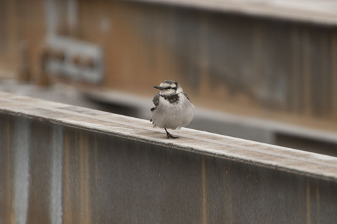 羽田空港にいた鳥