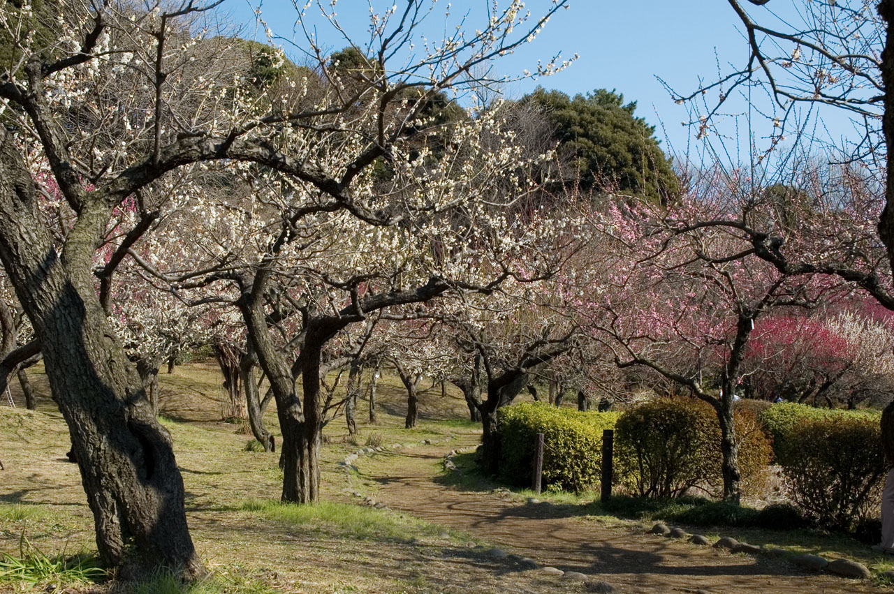 くろねこ三等兵 写真ブログ 三等兵日記 梅と寒桜を撮影に小石川植物園へ