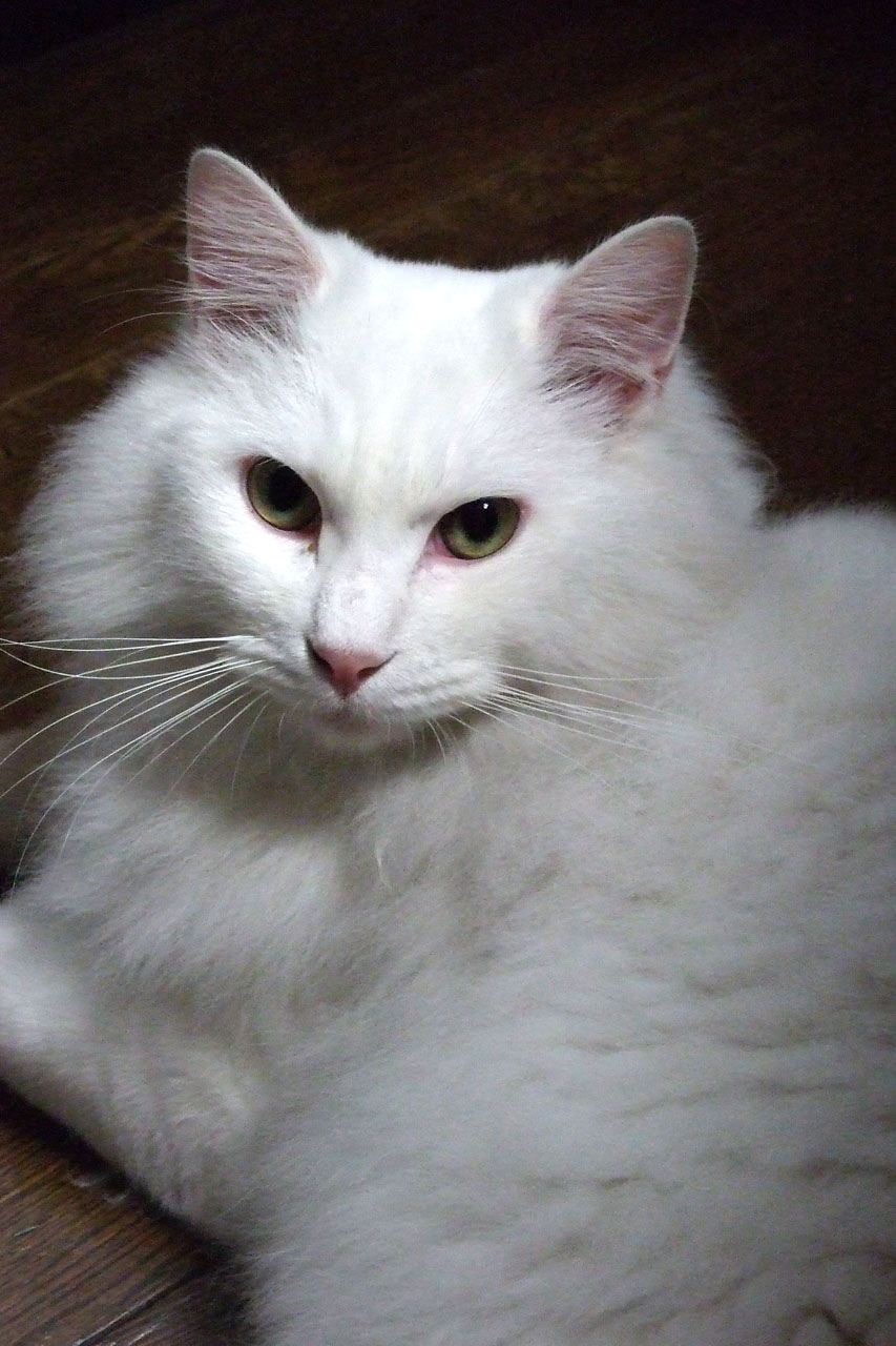 才能 確保する 理論 白 猫 の 種類 Volantproject Net