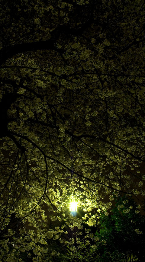 くろねこ三等兵 写真ブログ 三等兵日記 夜桜 のフルワイドvga携帯待ち受け画像を作る