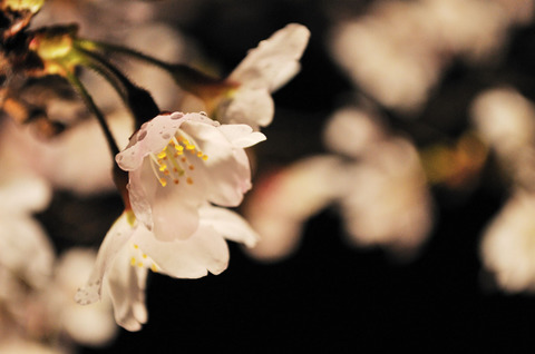 浜離宮恩賜庭園の夜桜