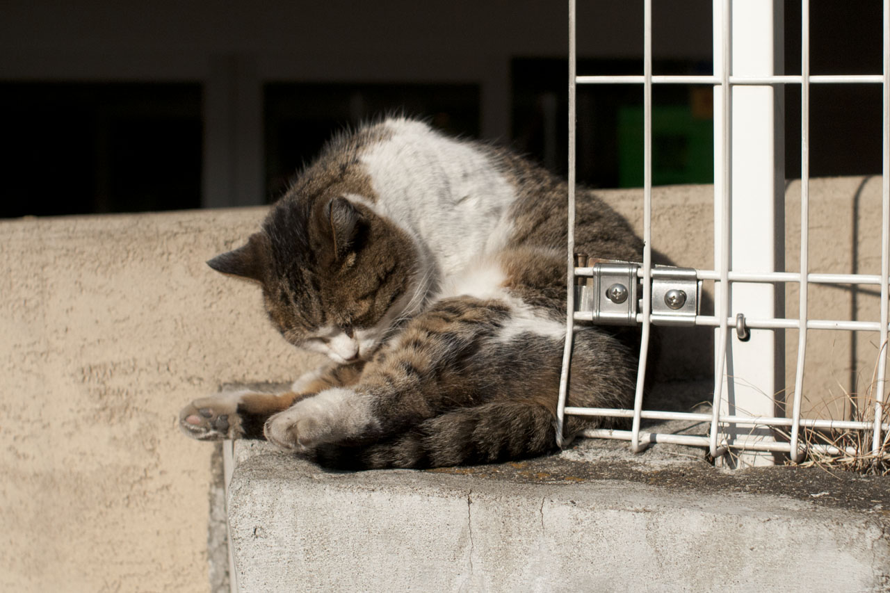 くろねこ三等兵 写真ブログ「三等兵日記」