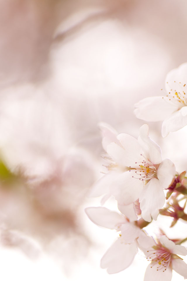 くろねこ三等兵 写真ブログ 三等兵日記 桜の Iphone 4 対応壁紙