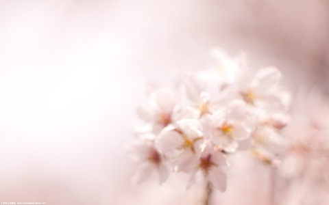 桜のWUXGAサイズ壁紙
