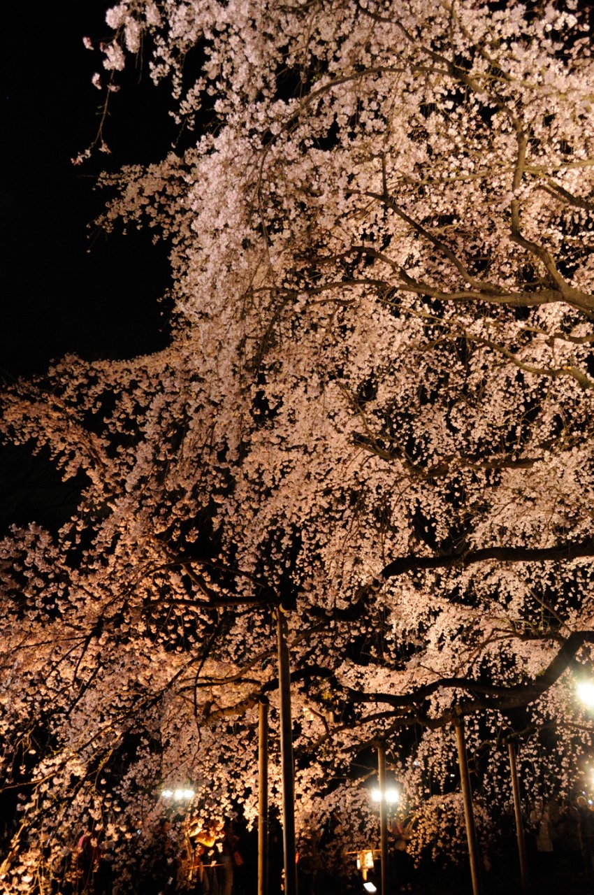 くろねこ三等兵 写真ブログ 三等兵日記 六義園のしだれ桜ライトアップを撮影してきました