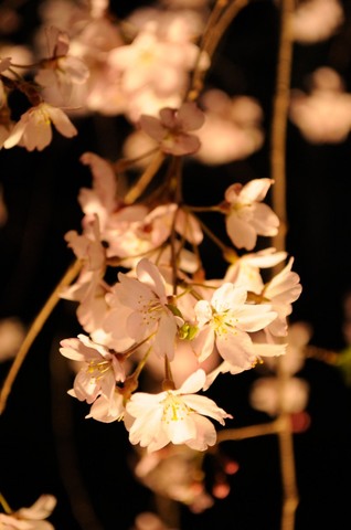 六義園のしだれ桜ライトアップ