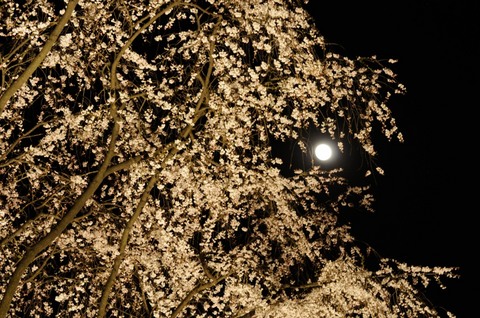 六義園 しだれ桜ライトアップ